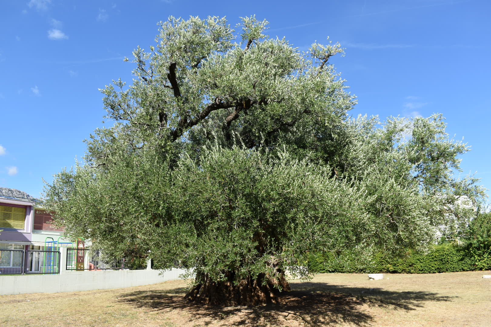 Olive Tree